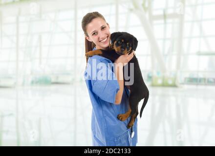 Brunette veterinary with a rottweiler puppy dog Stock Photo