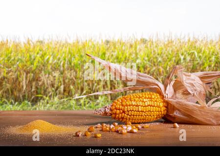 a wooden table with a cob and some flour with the view of a cornfield in the background Stock Photo