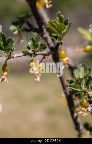 Little green gooseberries on the shrub in the garden Stock Photo