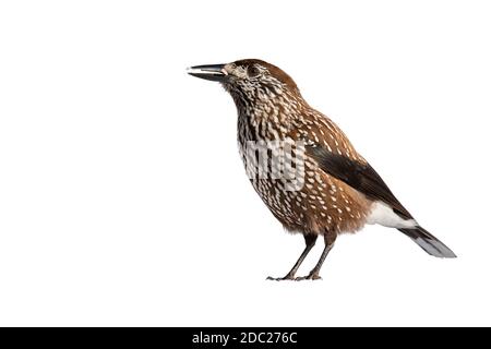 Spotted nutcracker, nucifraga caryocatactes, standing in nature isolated on white background. Spotted bird observing cut out on blank. Wild feathered Stock Photo