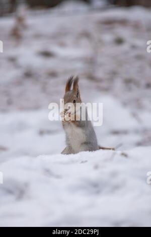 Squirrel eats a nut sitting in the snow. Stock Photo