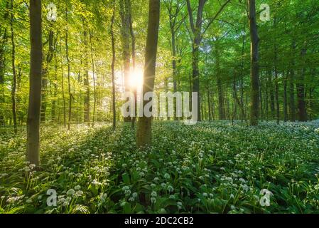 A beech tree forest, Jutland, Denmark comes to life with wild ramson ...