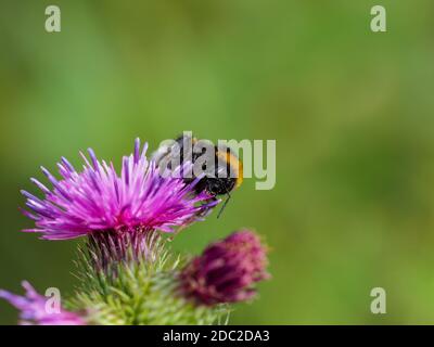 Close-up of humblebee on thistle blossom Stock Photo