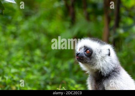 One diademed sifaka in its natural environment in the rainforest on the island of Madagascar Stock Photo