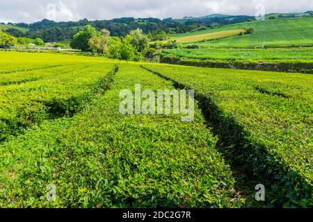 View on tea plantation rows in Gorreana. The oldest, and only, tea plantation in Europe, Sao Miguel island, Azores, Portugal Stock Photo