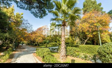 Park of Pedion tou Areos (Mars Park) in downtown Athens, Greece, Europe. Stock Photo