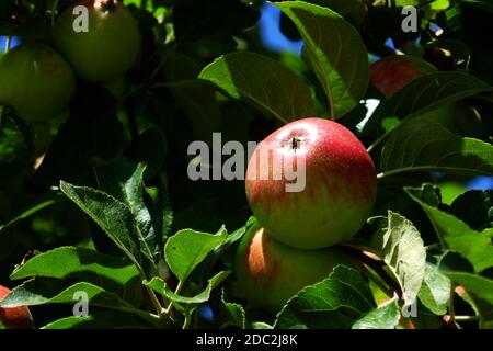 Red Elstar apple Stock Photo