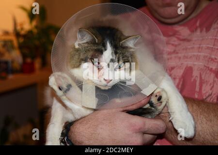 Cat pictured wearing a Cat Cone, also know as an Elizabethan collar, E-Collar, Buster collar, cone of shame, pet radar dish, lampshade or saf t shied. Stock Photo