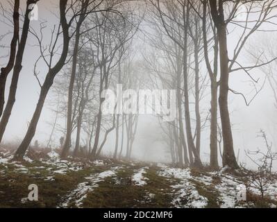 Arcade or Avenue  of winter beech trees in a misty snowy moorland landscape in North Yorkshire, England. Dark winter minimalist landscape, dark trees Stock Photo