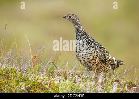 Rock ptarmigan, lagopus muta, standing on meadow in summer Iceland. Wild spotted female bird observing on field on Hrisey island. Polar feathered anim Stock Photo