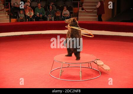 Trained bear twisting hoops in circus arena. Bear cheering audience in circus. Bear showing tricks on circus arena. Trained animal showing number with Stock Photo