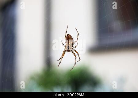 Spider pictured in it's web outside a house in Chichester, West Sussex, UK.