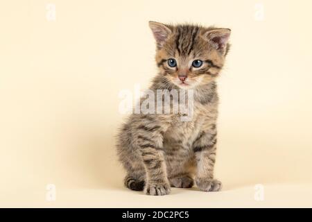 Europäische Wildkatze (Felis silvestris), Jungtier, sitzend, captive, 8 Wochen, Studioaufnahme, Österreich Stock Photo