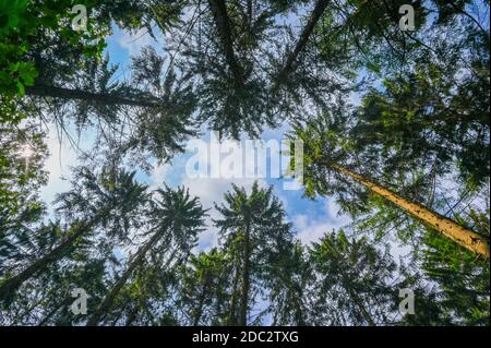 Looking up to the tops of trees in a wood in England in summer time. Stock Photo