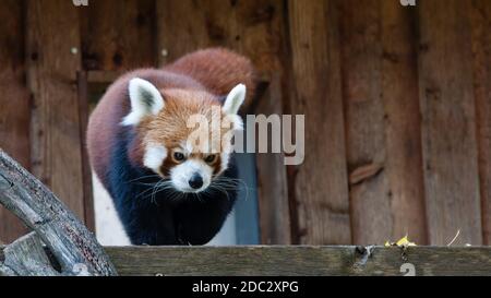 panda, rot, tier, kleiner panda, säugetier, wild lebende tiere, tierpark Stock Photo