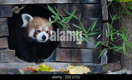 panda, rot, tier, kleiner panda, säugetier, wild lebende tiere, tierpark Stock Photo