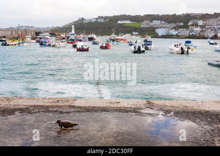Turnstone (arenaria interpres) bathing in a puddle on the harbour quayside in St. Ives, Cornwall, UK Stock Photo