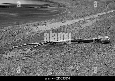 Fallen tree on the dried bed of the Howden Reservoir in the Upper Derwent Valley in the Peak District of Derbyshire in July 2018 Stock Photo