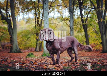 A chocolate brown working cocker spaniel autumnal woodland Stock Photo