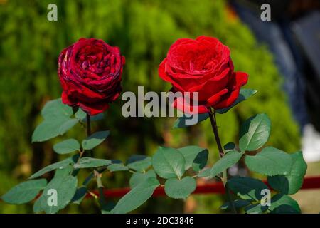 picture of two roses with green background, love, FLORAL PHOTOGRAPHY Stock Photo