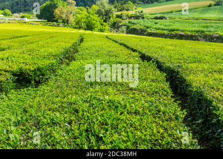 View on tea plantation rows and building of Gorreana tea factory Cha Gorreana. The oldest, and only, tea plantation in Europe, Sao Miguel island, Azor Stock Photo