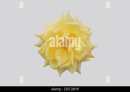 Opened yellow rose flower isolated on gray background. Stock Photo