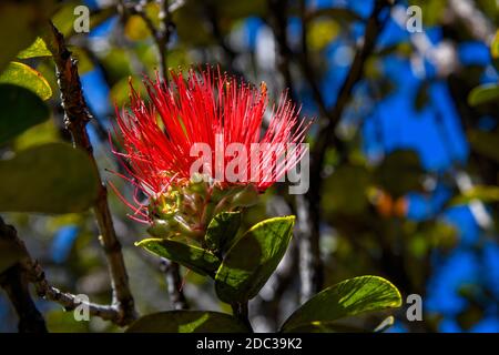 ʻŌhiʻa Lehua Blüte auf Baum (Metrosideros polymorpha), Devastation Trail, Hawai'i Volcanoes National Park, Big Island, Hawaii Stock Photo