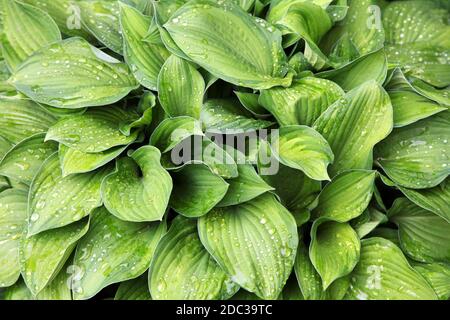 Raindrops on green leaves Hosta Stock Photo