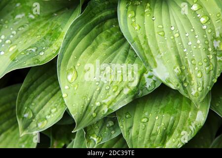 Raindrops on green leaves Hosta Stock Photo