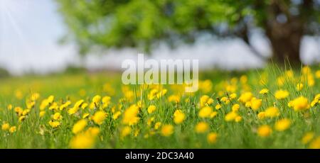 Field with yellow dandelions and blue sky Stock Photo