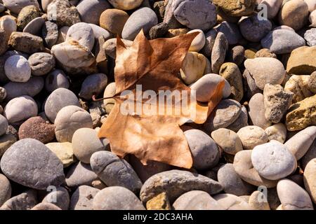 Fallen, orange leaf lying on the pebble beach, announcing autumn season Stock Photo