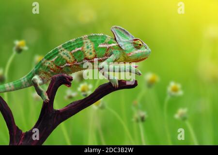 Chameleon on the wood Stock Photo