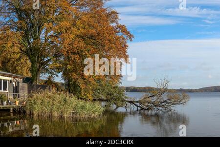 The fallen tree fell directly into the Kellersee, where it has been lying for several years. Stock Photo