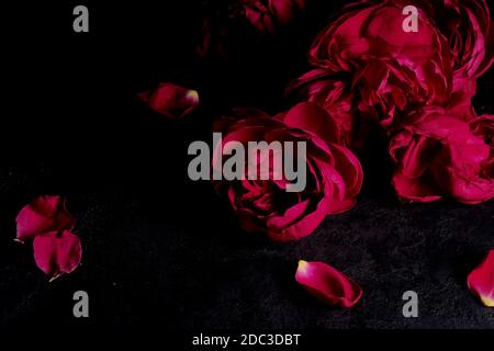 Beautiful dark red piano rose heads and petals on a black background.. Festive romantic flower arrangement.