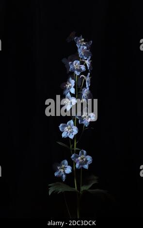 Delphinium flower isolated on black background, dark moody floral composition in baroque artistic rembrandt lighting style, fine art design Stock Photo