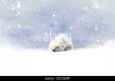 Fantasy scene of a polar bear resting in the snow. Snow is falling on a soft, blue background, and there is space for the addition of seasonal text. S Stock Photo