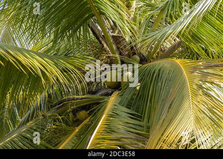 Selective focus and Close up image of Fresh coconut fruits  hanging on coconut tree in landscape orientation Stock Photo
