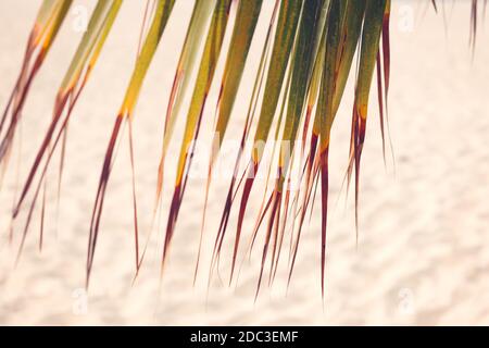 Coconut palm tree at tropical coast beach, made with Vintage Tones, Warm tones. Holiday concept. Stock Photo