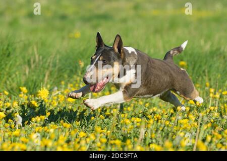 Miniature Bull Terrier Stock Photo