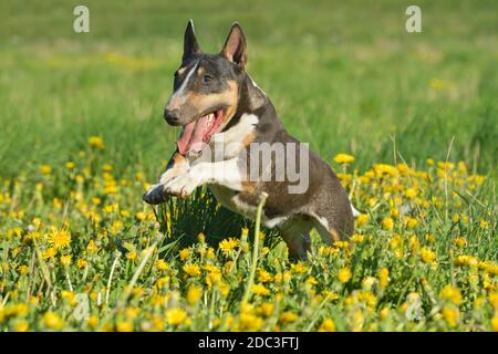 Miniature Bull Terrier Stock Photo