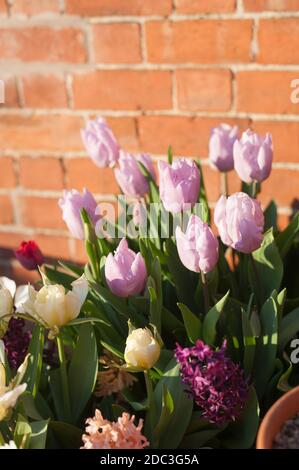 Tulipa ‘Candy Prince’, single early tulip with Hyacinth orientalis 'Woodstock' Stock Photo