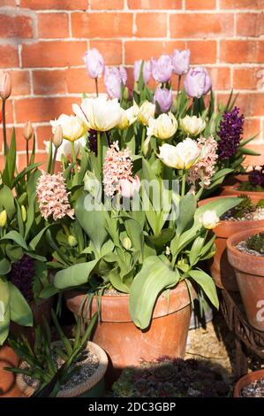 Tulip 'Exotic Emperor' (‘White Valley’), Tulipa 'Salmon Van Eijk', Hyacinthus orientalis 'Gipsy Queen' and 'Woodstock' and Tulipa ‘Candy Prince’ Stock Photo