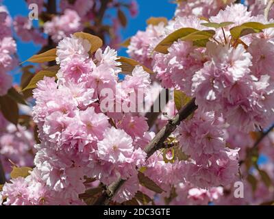 Japanese clove cherry, Prunus serrulata, flowering in spring Stock Photo
