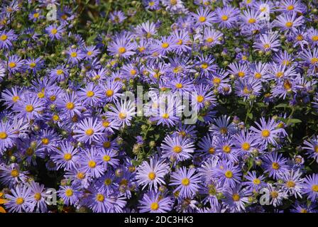 Purple Aster flowers,  Little Carlow,  cordifolius hybrid Stock Photo