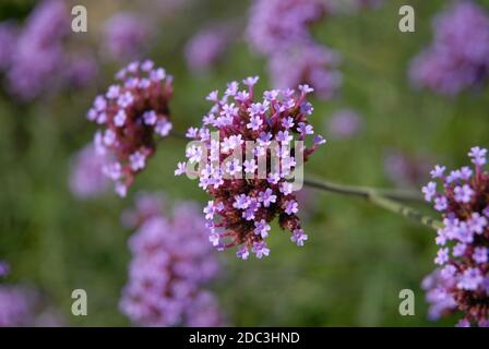 Purple flowers, Verbena bonariensis, also known as Vervain or Purpletop Stock Photo