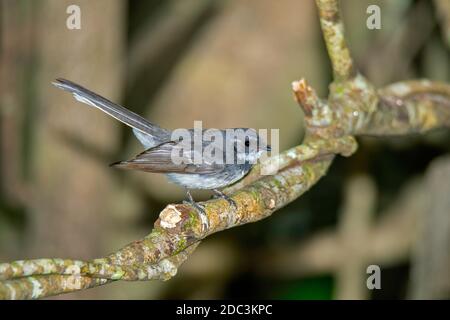 Grey Fantail  Rhipidura albiscapa Lamington National Park, Queensland, Australia 10 November 2019     Adult         Rhipiduridae Stock Photo