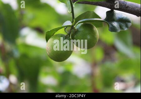 Fresh and juicy green lemon hanging from a tree branch close-up Stock Photo