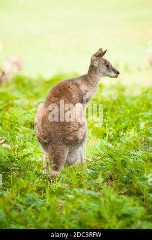 Wild Australian kangaroo (eastern gray kangaroo - Macropus giganteus) Stock Photo