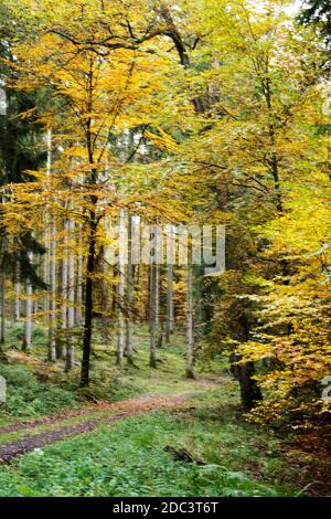 Autumn beech leaves, yellow leaves on branches against blue sky with plenty copy space. Stock Photo