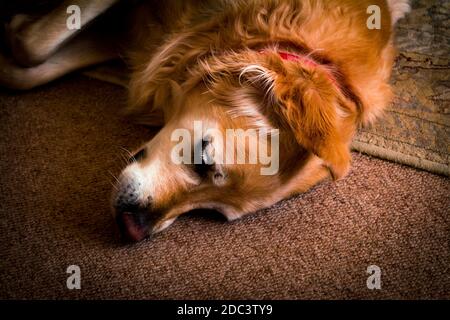 Golden Retriever dog resting after playing with his toys Stock Photo